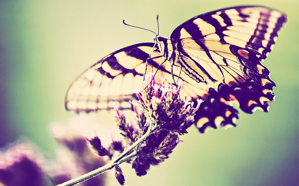 Eastern Tiger Swallowtail butterfly HD wallpaper